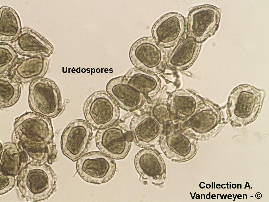 Coleosporium tropaeoli