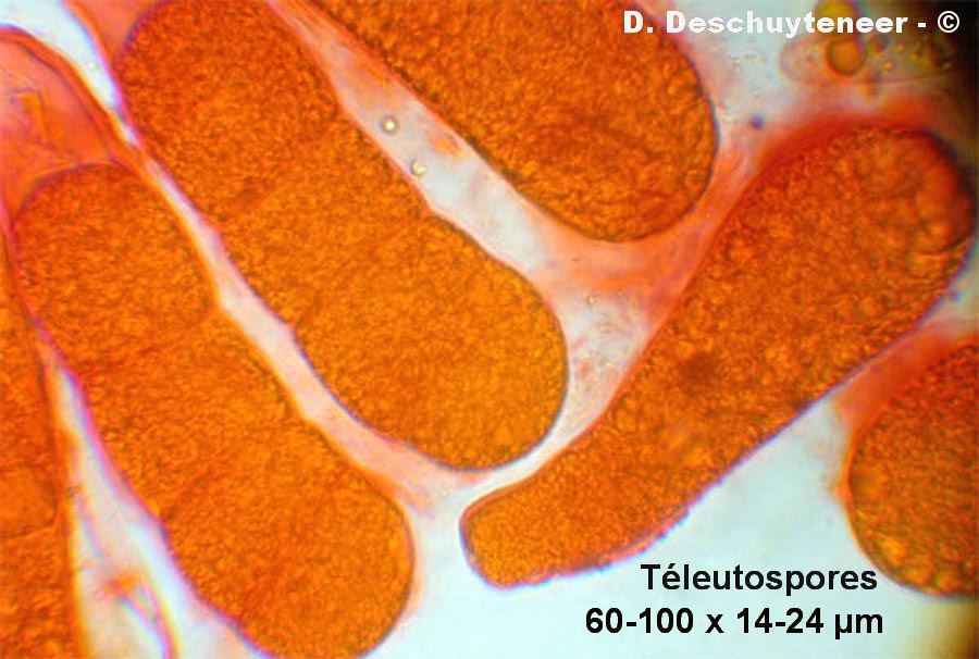 Coleosporium tussilaginis
