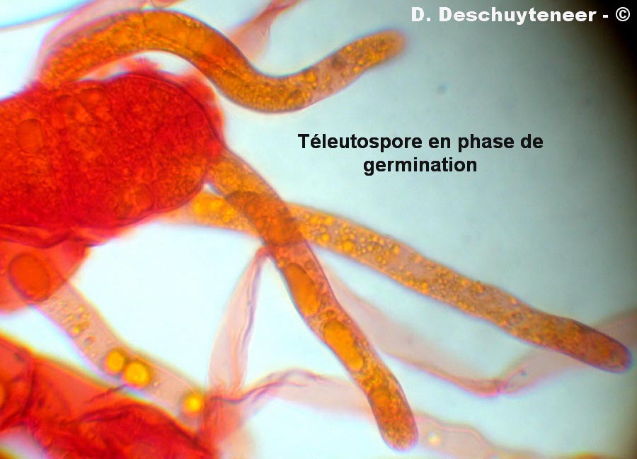 Coleosporium tussilaginis