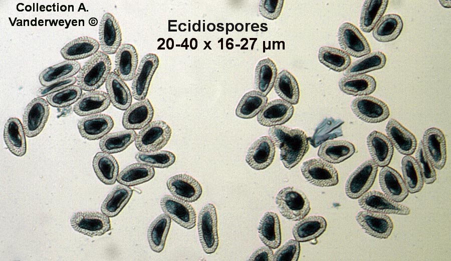 Coleosporium tussilaginis