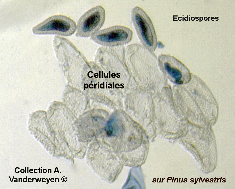 Coleosporium tussilaginis