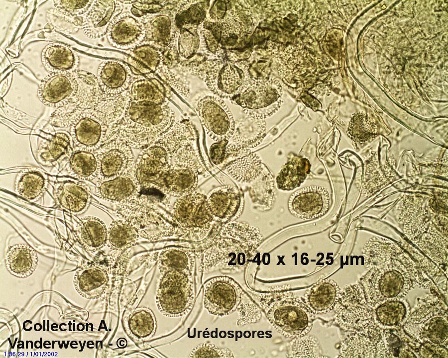 Coleosporium tussilaginis