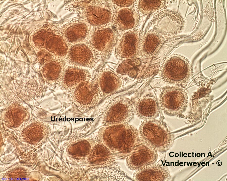 Coleosporium tussilaginis