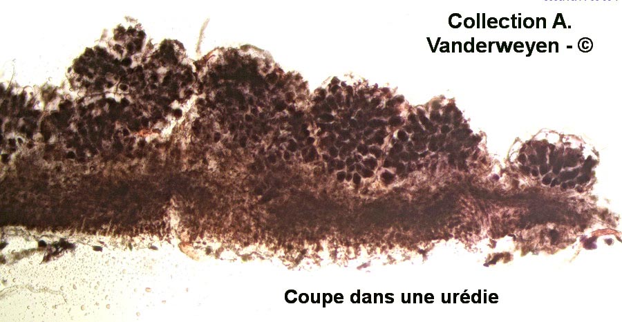 Coleosporium tussilaginis