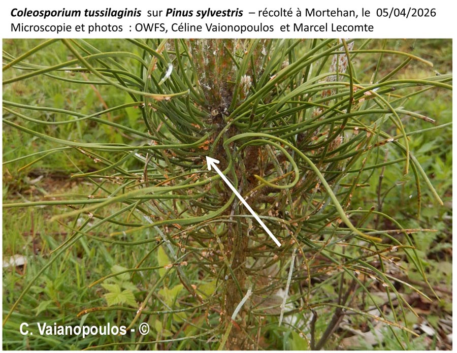 Coleosporium tussilaginis