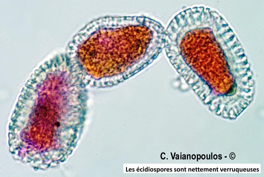 Coleosporium tussilaginis