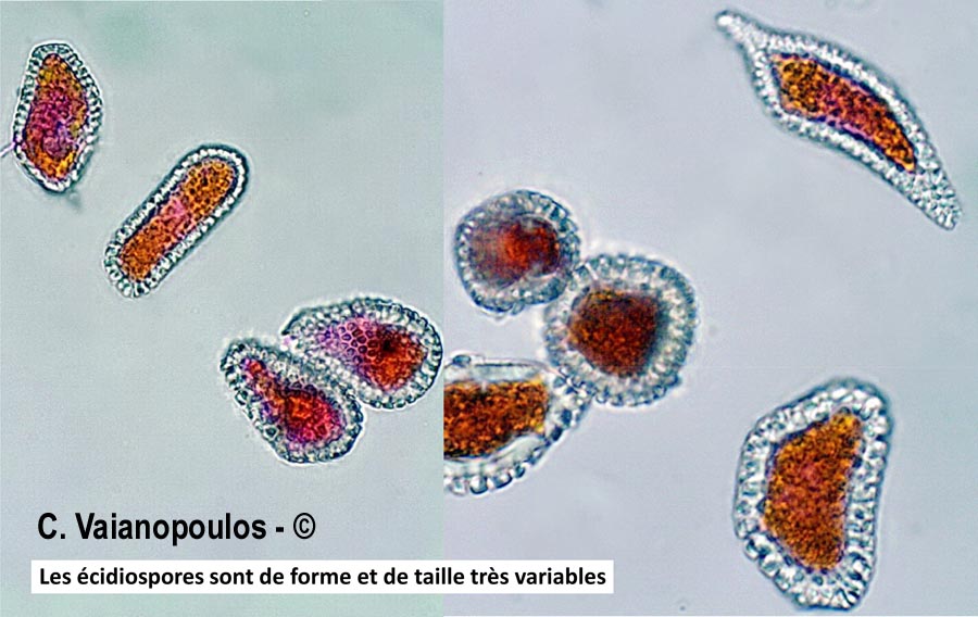 Coleosporium tussilaginis