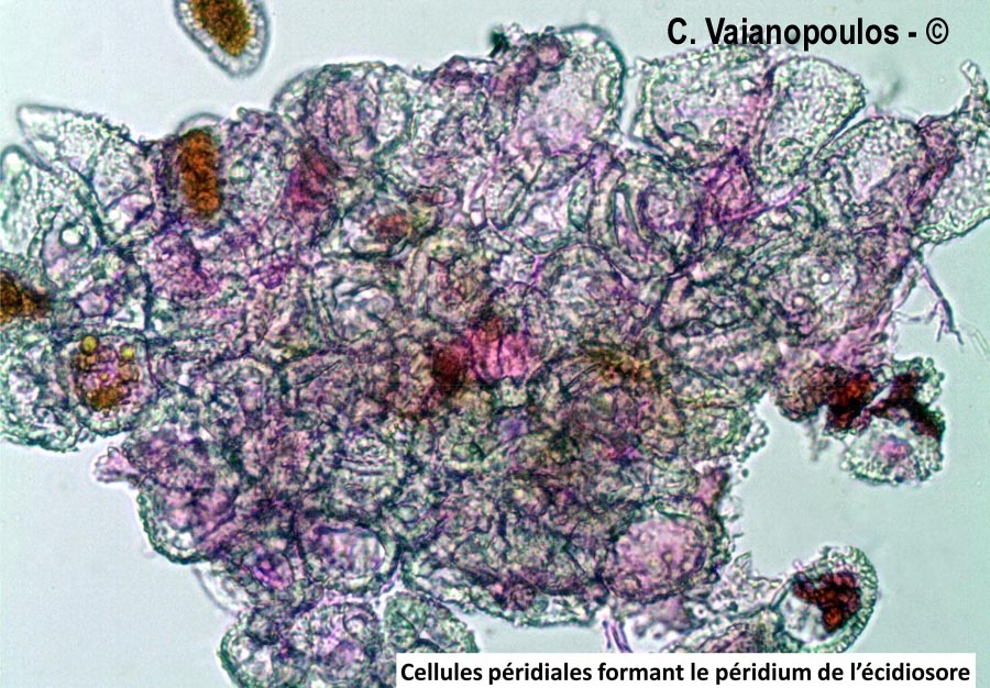 Coleosporium tussilaginis
