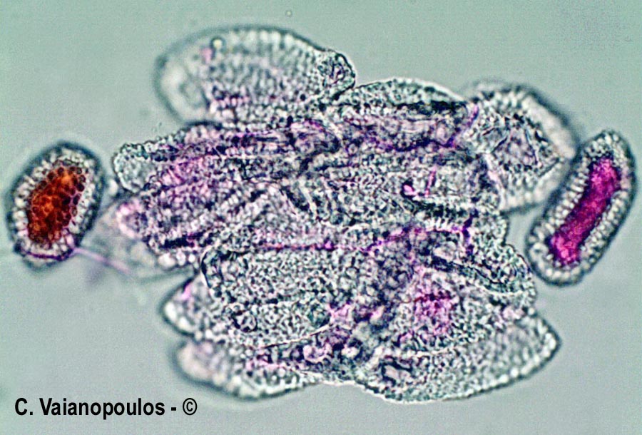 Coleosporium tussilaginis