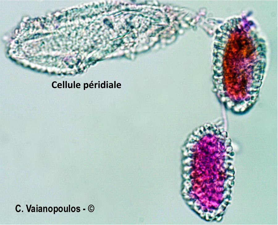 Coleosporium tussilaginis