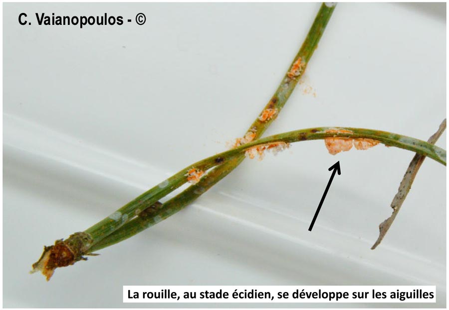 Coleosporium tussilaginis