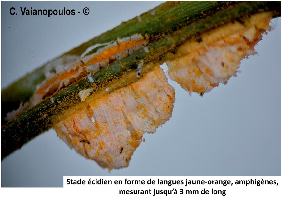 Coleosporium tussilaginis