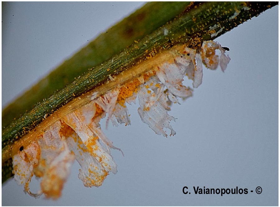 Coleosporium tussilaginis