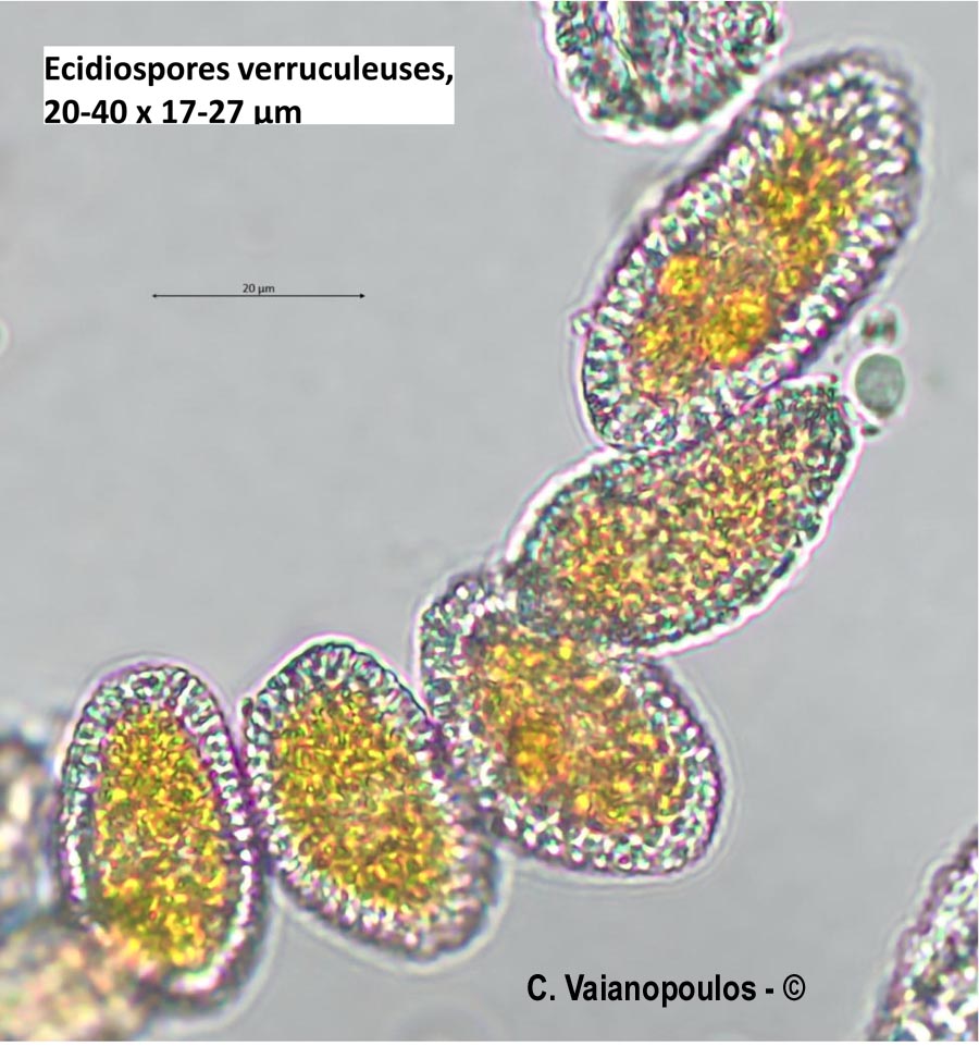 Coleosporium tussilaginis