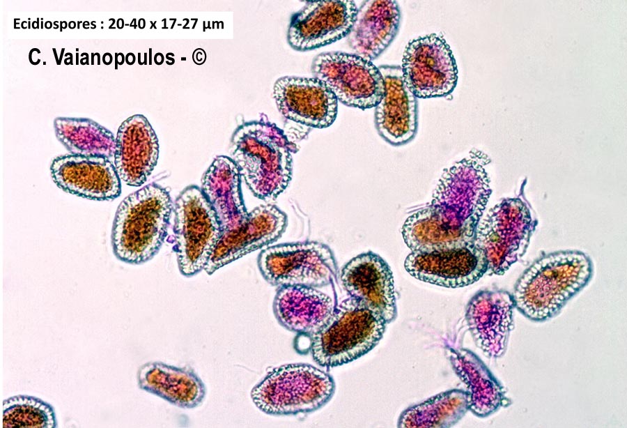 Coleosporium tussilaginis