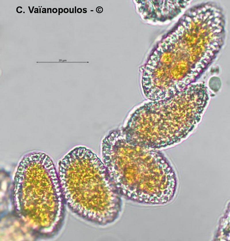 Coleosporium tussilaginis