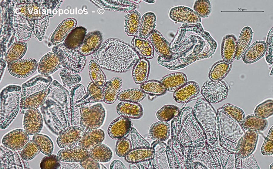 Coleosporium tussilaginis