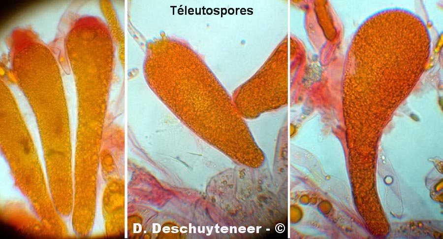 Coleosporium tussilaginis
