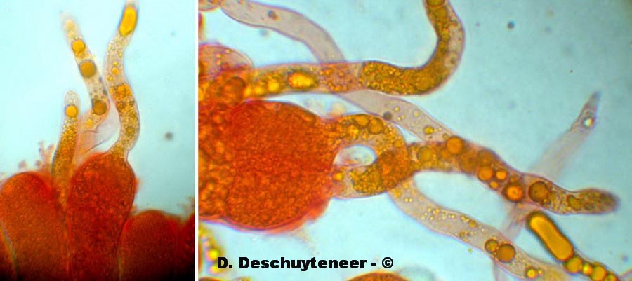Coleosporium tussilaginis