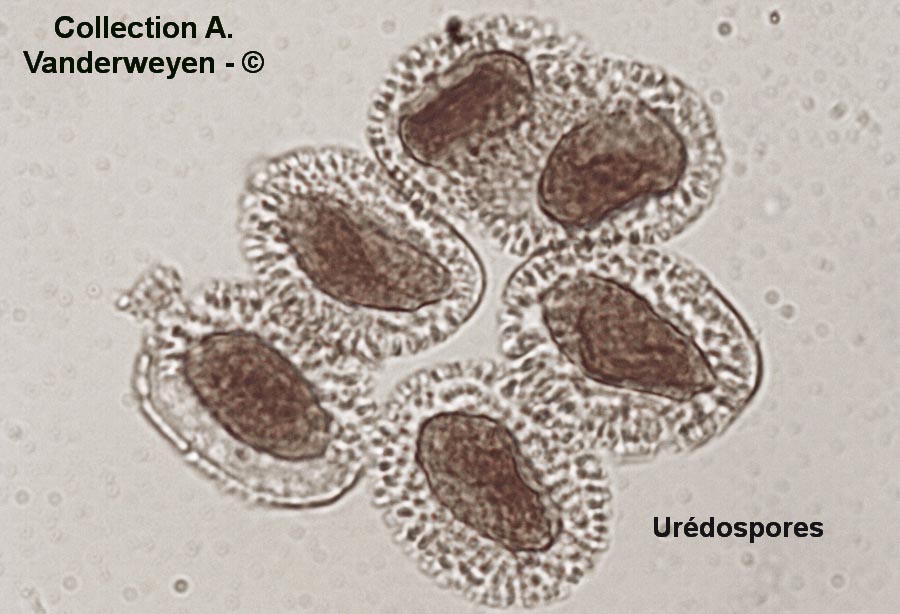 Cronartium asclepiadeum (Cronartium flaccidum)