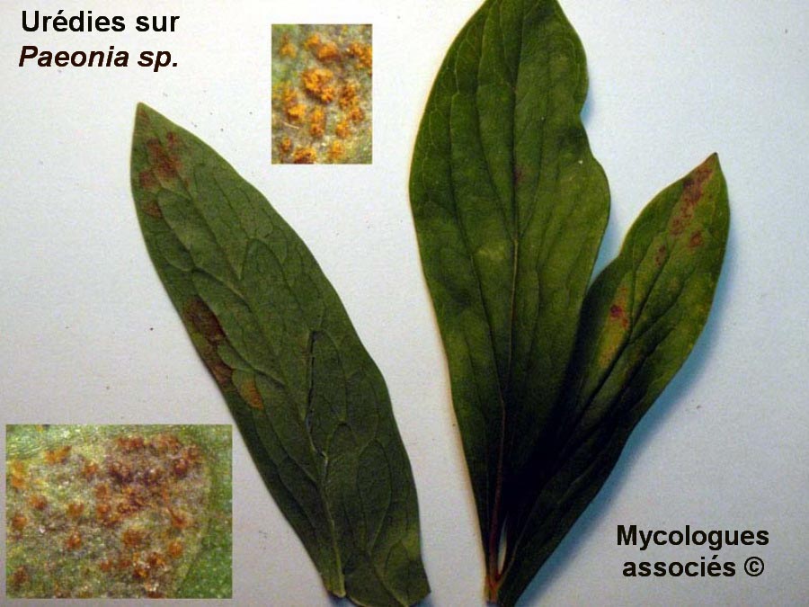 Cronartium flaccidum