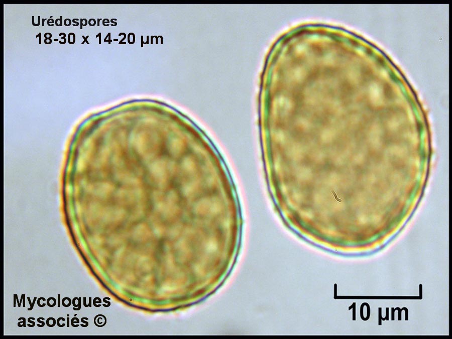 Cronartium flaccidum