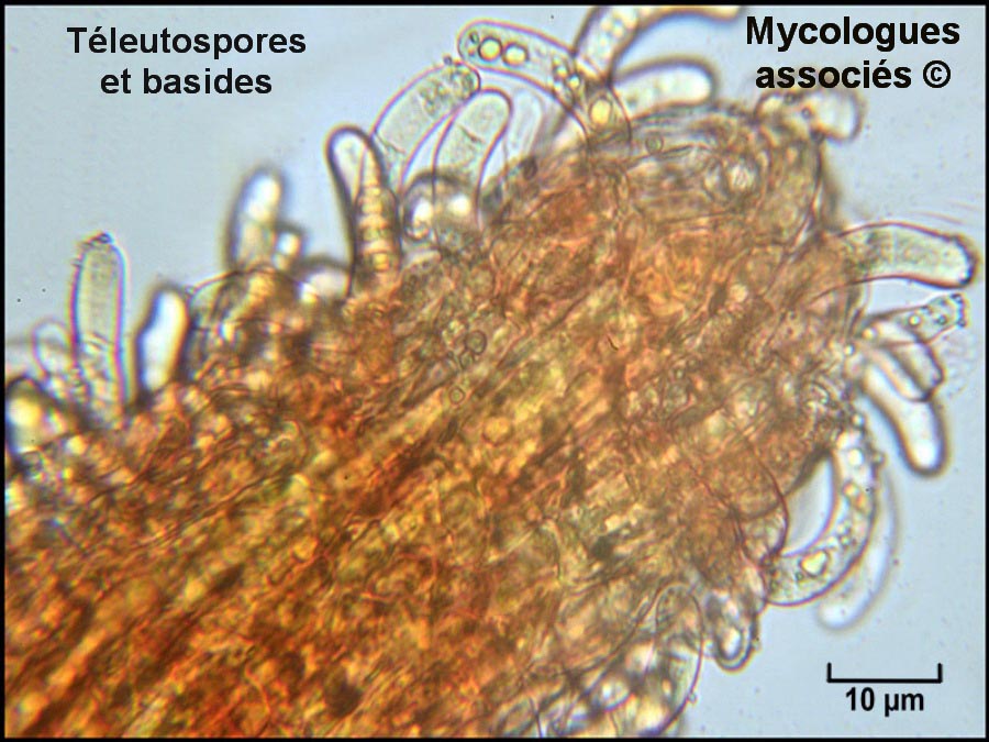 Cronartium flaccidum