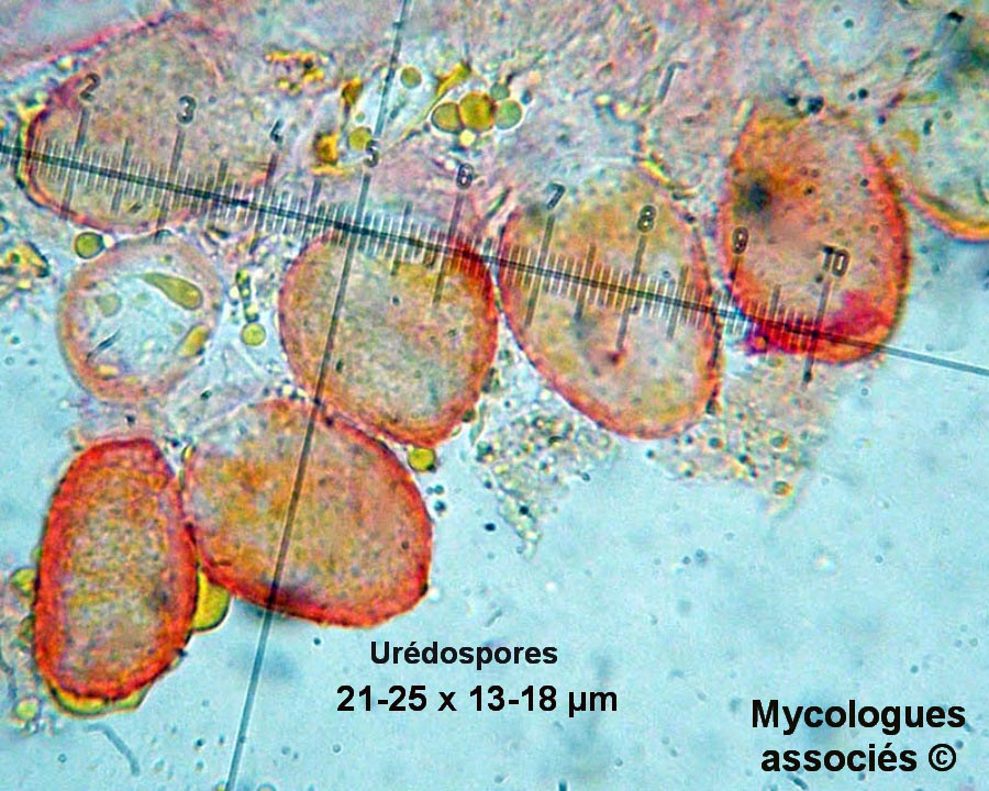 Cronartium ribicola