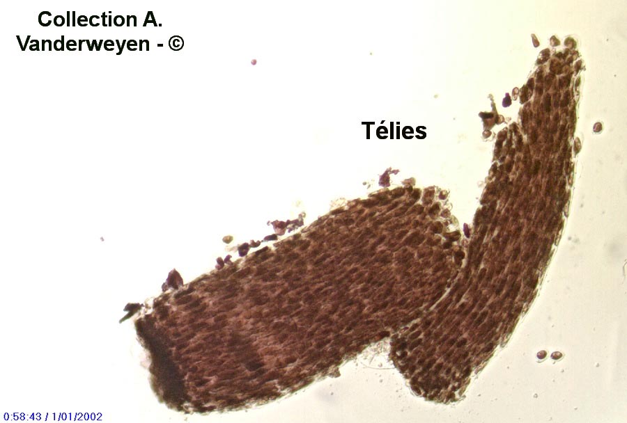 Cronartium ribicola