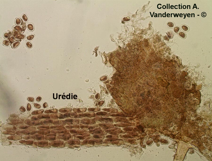 Cronartium ribicola