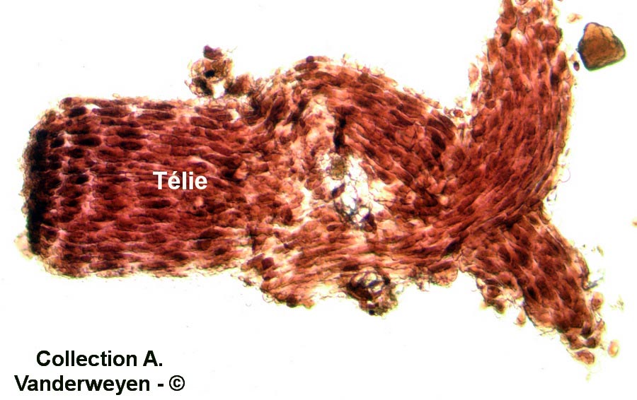 Cronartium ribicola