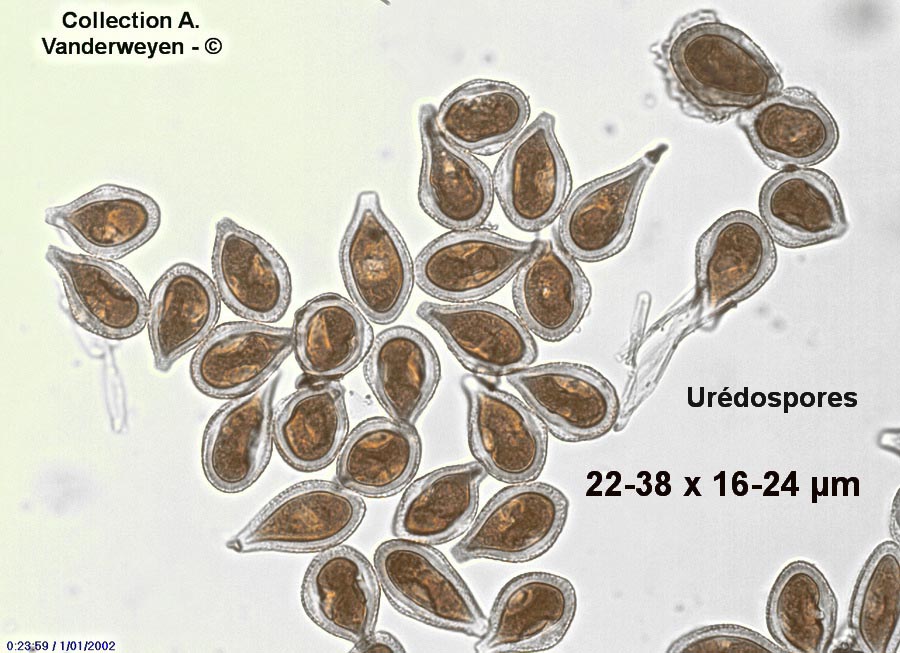 Cumminsiella sanguinea (Cumminsiella mirabilissima)