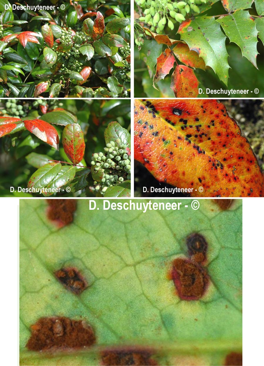 Cumminsiella sanguinea