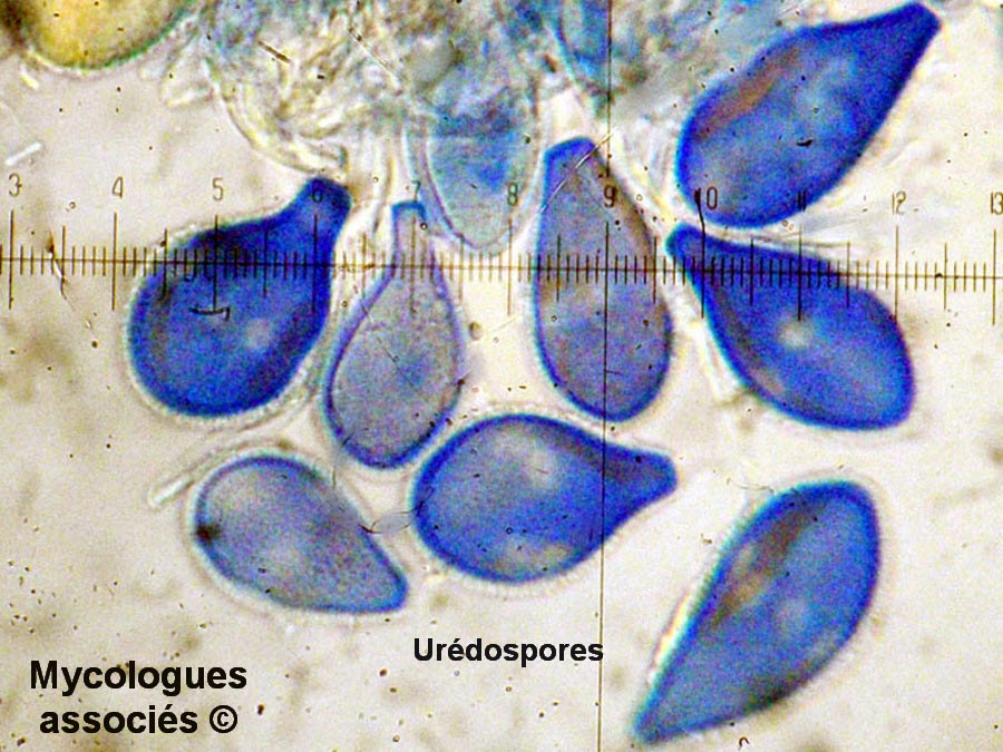 Cumminsiella sanguinea