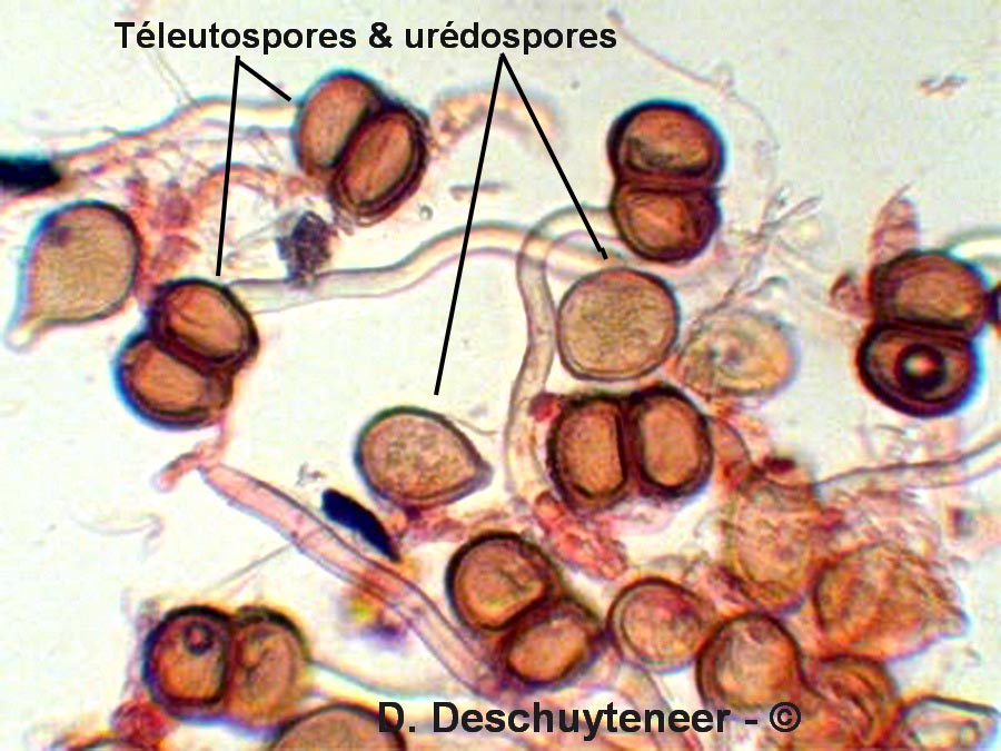 Cumminsiella sanguinea