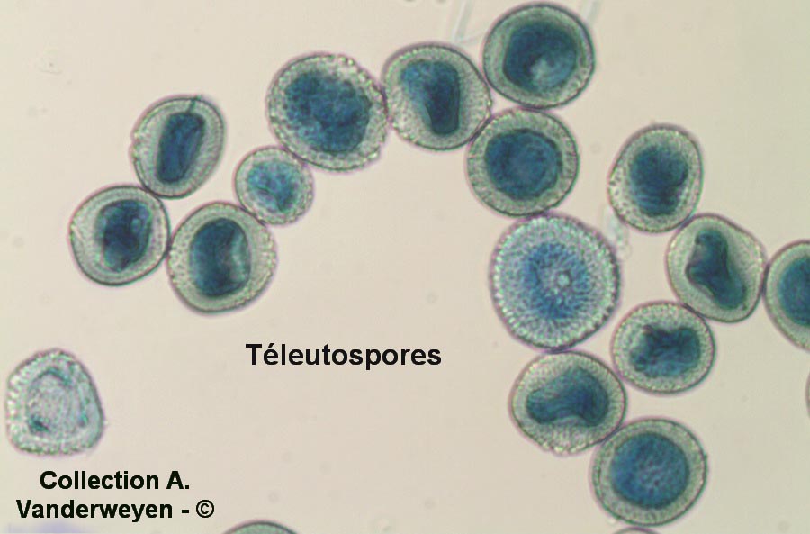 Endophyllum sempervivi