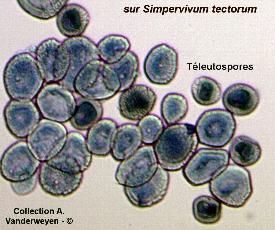 Endophyllum sempervivi