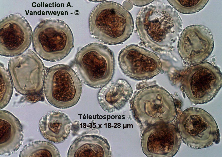 Endophyllum sempervivi