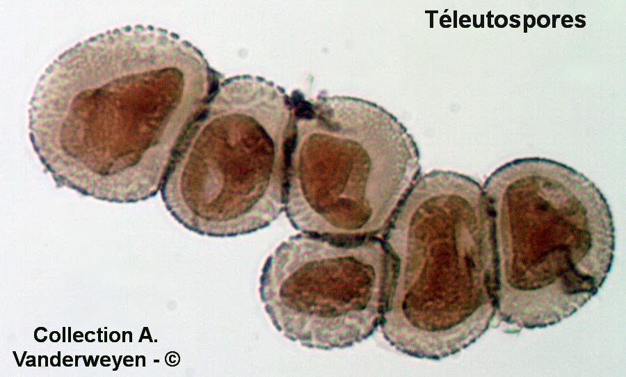 Endophyllum sempervivi