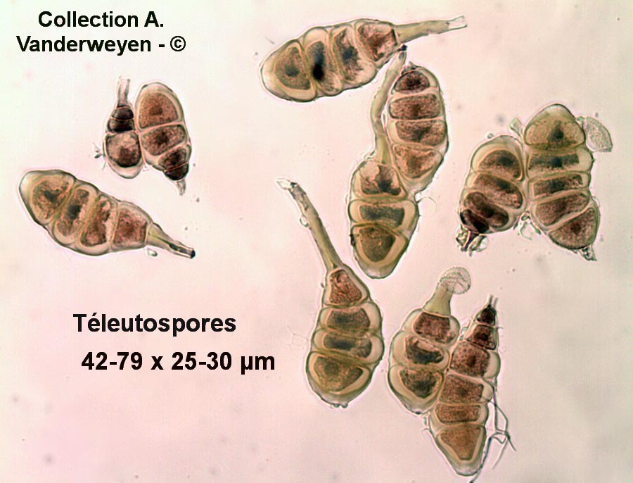 Frommeella mexicana var. indicae