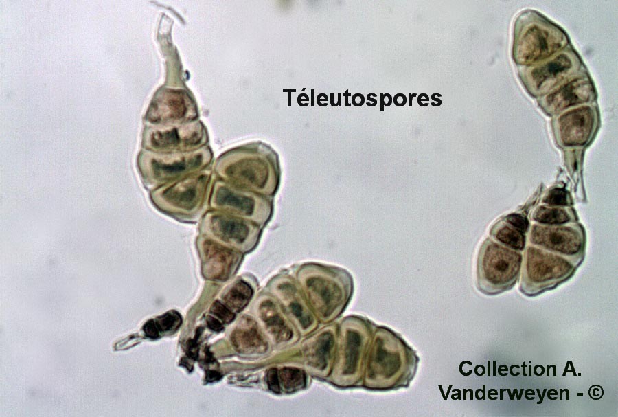 Frommeella mexicana var. indicae