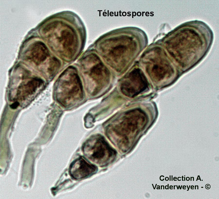 Frommeella mexicana var. indicae