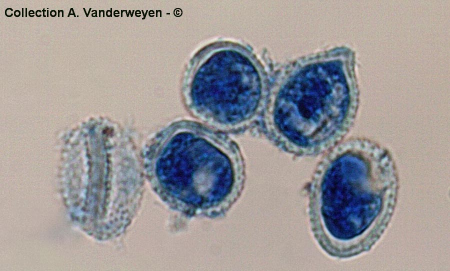 Frommeella mexicana var. indicae