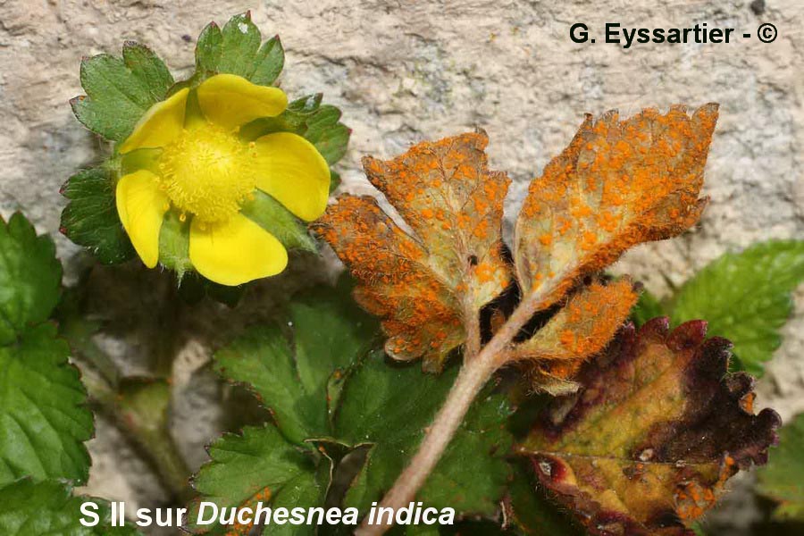 Frommeëlla mexicana var. indicae