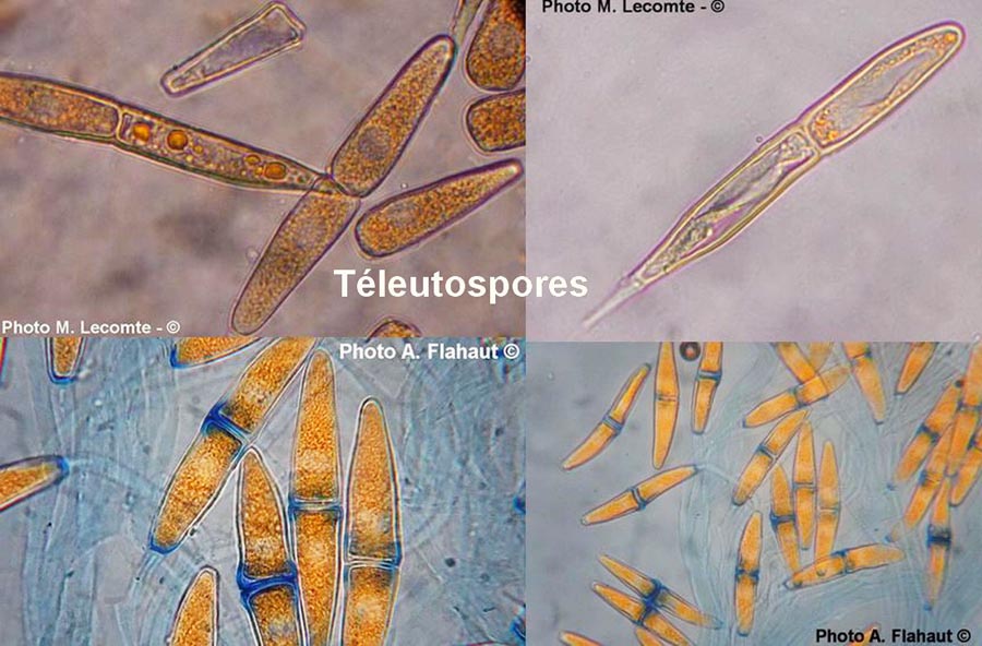 Gymnosporangium clavariiforme