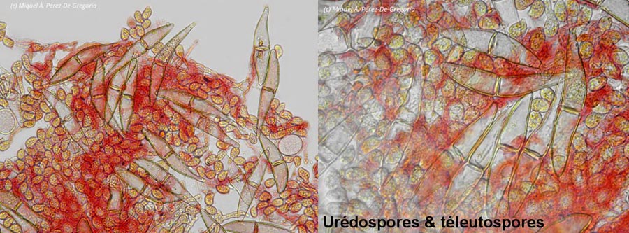 Gymnosporangium clavariiforme