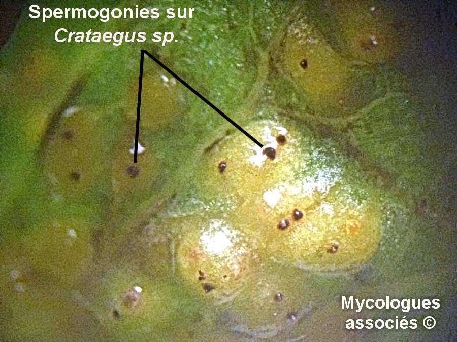 Gymnosporangium clavariiforme