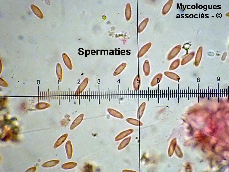 Gymnosporangium clavariiforme