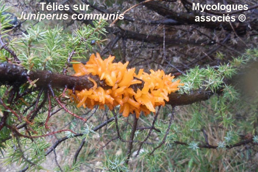 Gymnosporangium clavariiforme