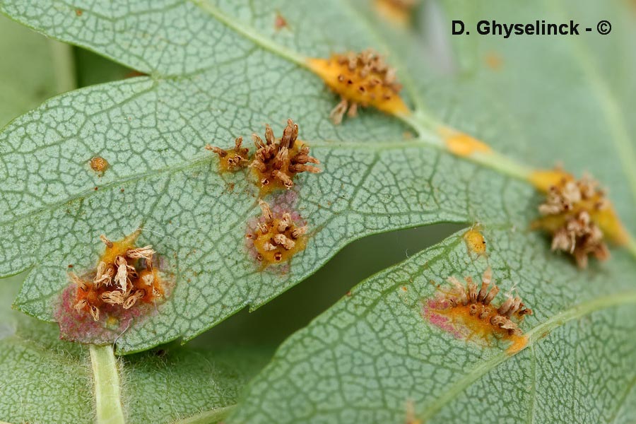 Gymnosporangium clavariiforme